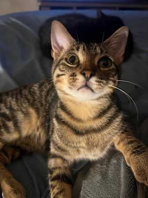 Bosley - Photo 1