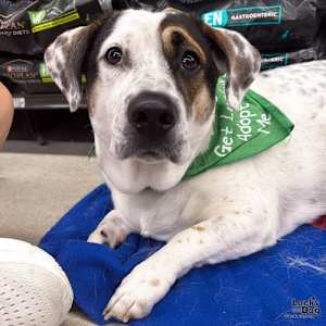Petey - Photo 1