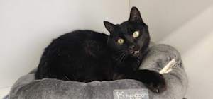 Thachery Binx - Photo 1