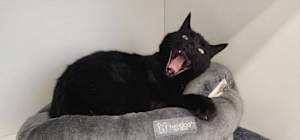 Thachery Binx - Photo 2