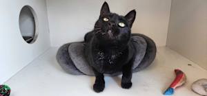 Thachery Binx - Photo 3