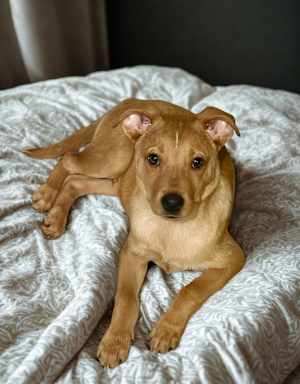 Lucky - Photo 3