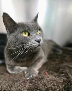 Smokey - Photo 2