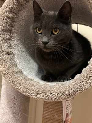 Smokey - Photo 3