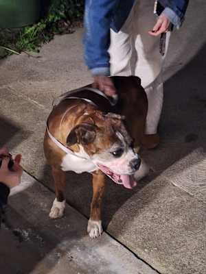 Bella - Photo 3