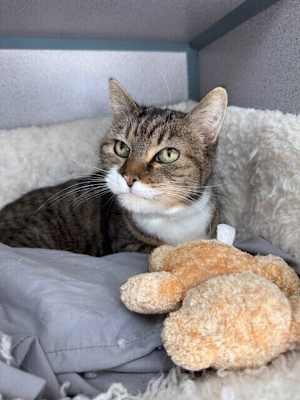 Chelsea (in Foster) - Photo 1
