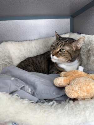 Chelsea (in Foster) - Photo 2