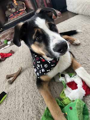 Scout - Photo 1