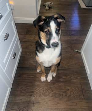 Scout - Photo 3