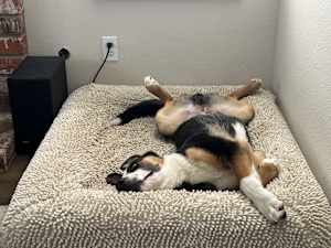 Scout - Photo 4