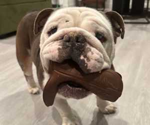 Barney - Photo 2