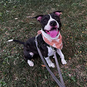 Lola - Photo 3