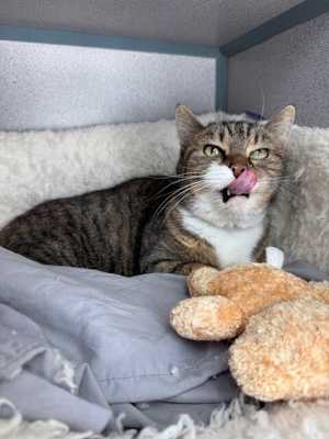 Chelsea (in Foster) - Photo 3