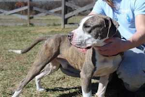 Chubbs - Photo 2
