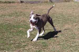 Chubbs - Photo 4