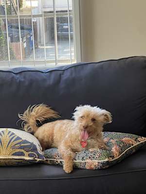 Chestnut - Photo 2