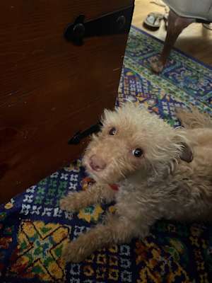 Chestnut - Photo 4