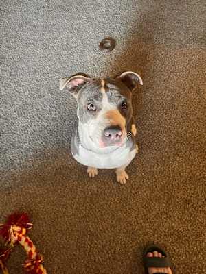 Hazel - Photo 4