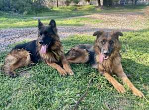 Myrtle - Photo 2
