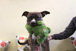 Hulk - Photo 1