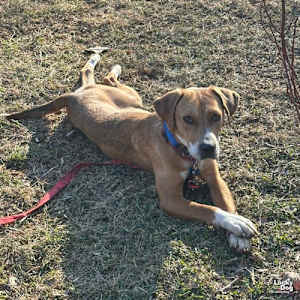 Zena - Photo 4