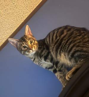 Bosley - Photo 3