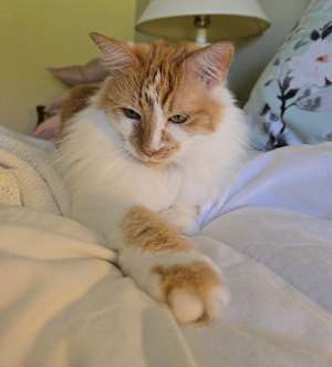 Kricket - Photo 4