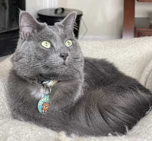 Freddie - Photo 3