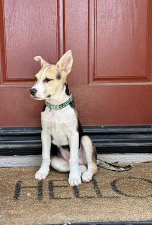 Blueberry - Photo 2