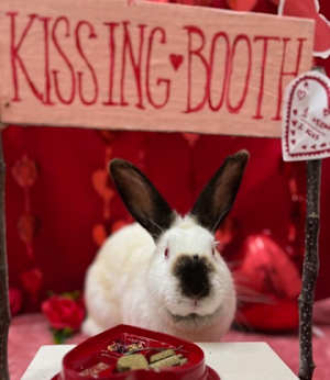Radish - Photo 2