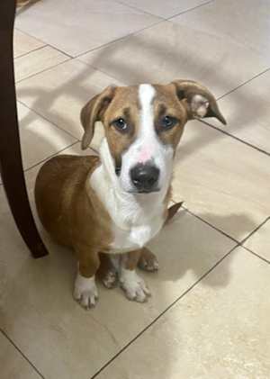 Jasper - Photo 3