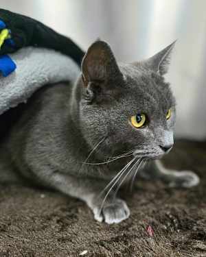 Smokey - Photo 4
