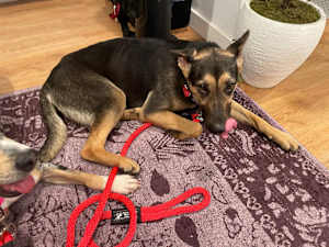 Bailey - Photo 2