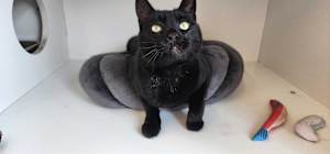 Thachery Binx - Photo 4