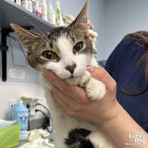 Moo - Photo 2