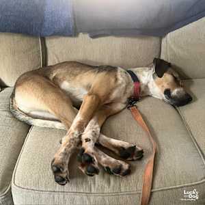 Fizz - Photo 4