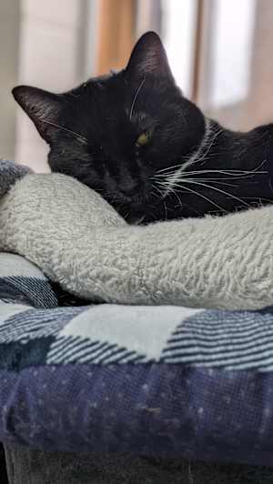 Mittens - Photo 2
