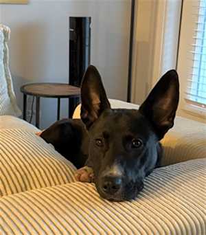 ZELDA - Photo 1
