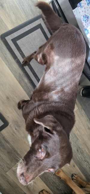 Montie - Photo 4