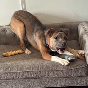 Artemis - Photo 2
