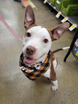 Daisy - Photo 2
