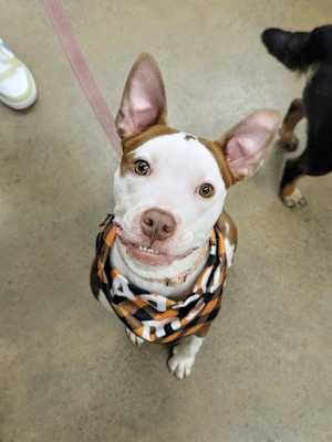 Daisy - Photo 3