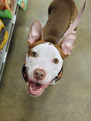 Daisy - Photo 4