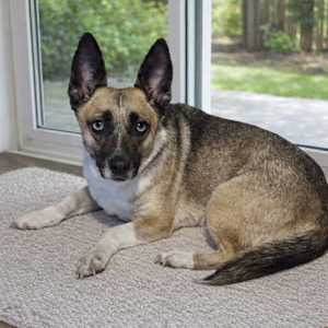 Henrietta aka Henny - Photo 3