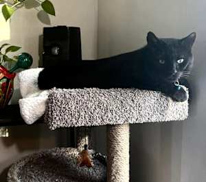 Merlin - Photo 4