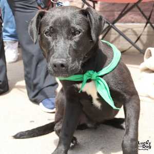 Ryder - Photo 1