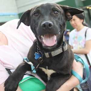 Ryder - Photo 4