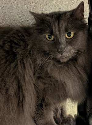 Natasha - Photo 3