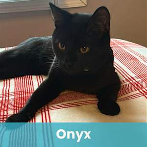 Onyx - Photo 1