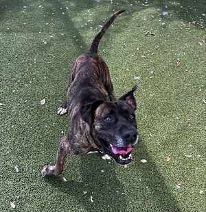 Bruce - Photo 2